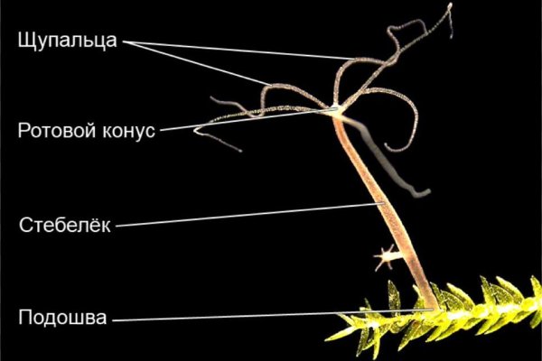 Кракен сайт даркнет маркет